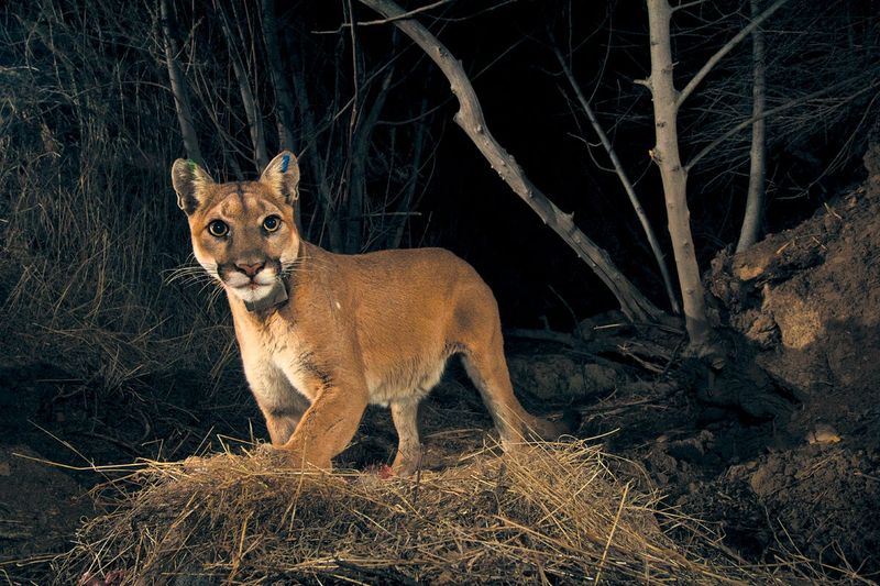 Cougars