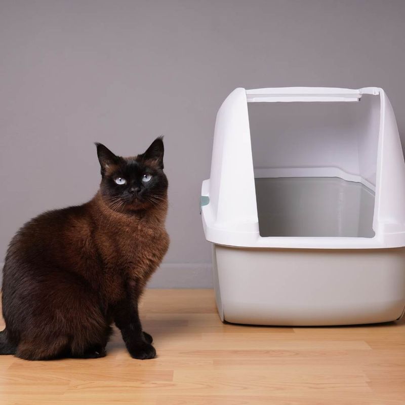 Covered Litter Boxes Are Always Better