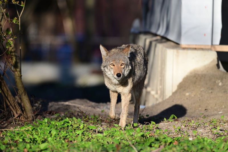 Coyotes