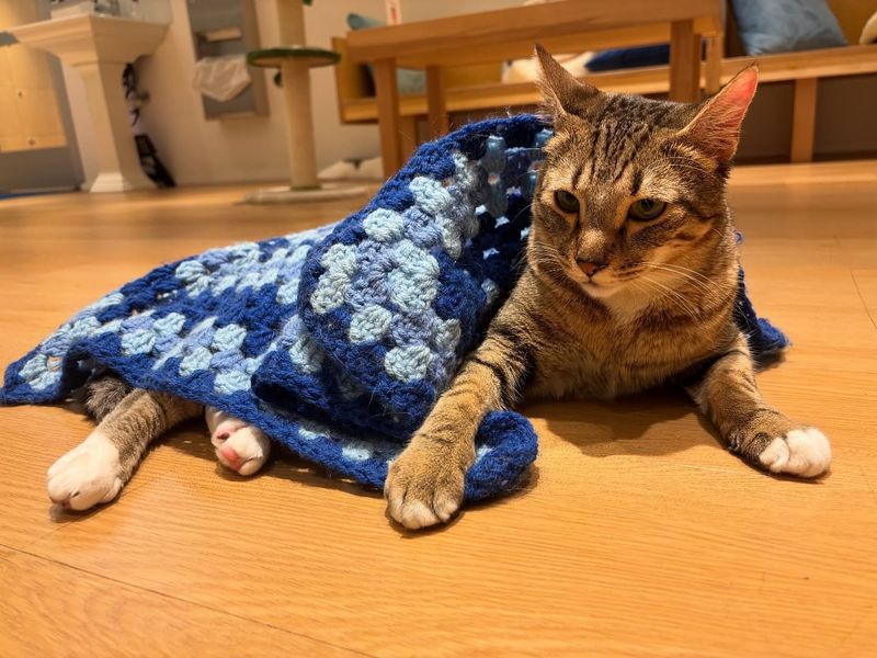 Cozy Blankets and Bedding