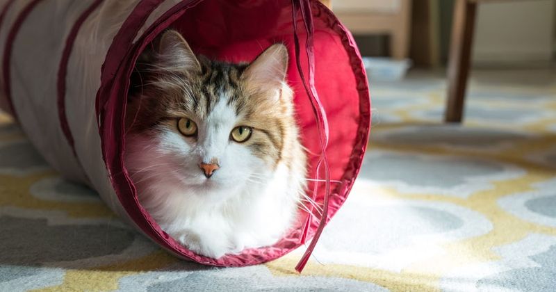 Cozy Hiding Spots