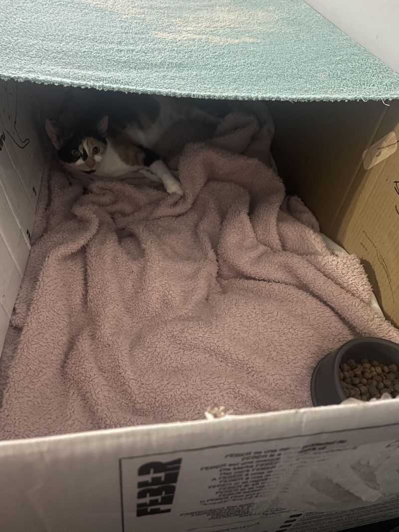 Creating a Comfortable Nesting Spot