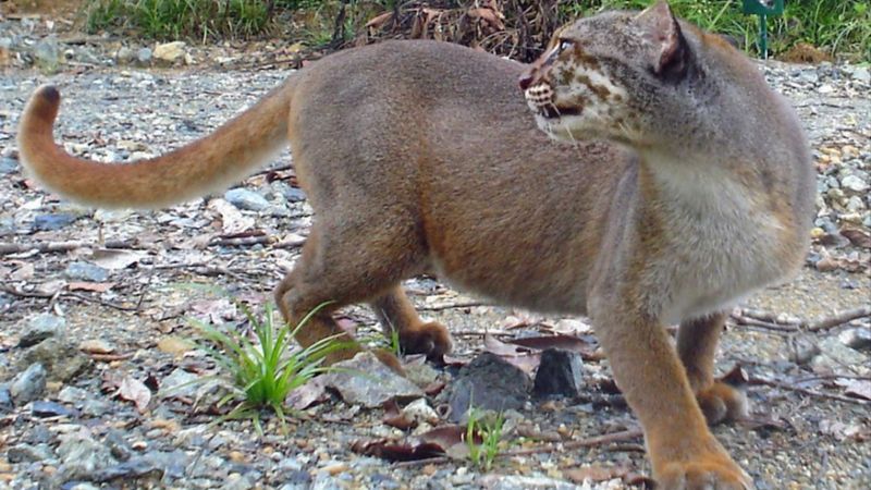 Critically Endangered Status