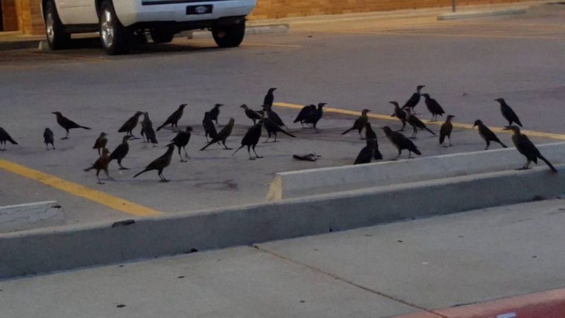 Crows
