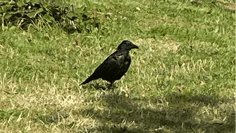 Crows