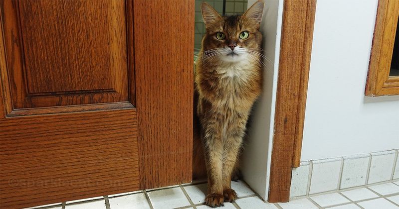 Curiosity and Exploration