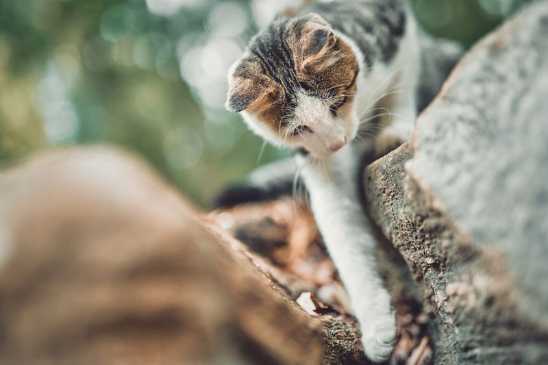 Curious Exploration