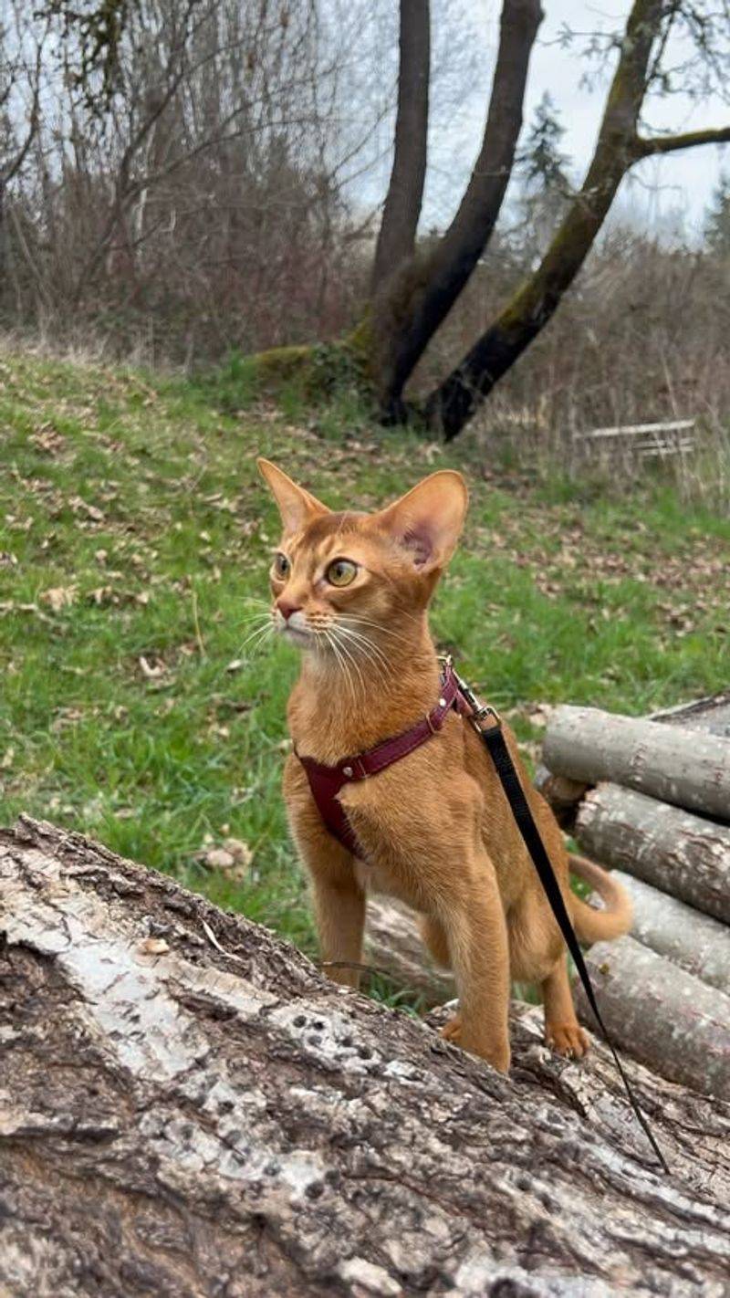 Curious Nature