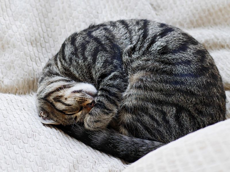 Curled Tail Relaxation
