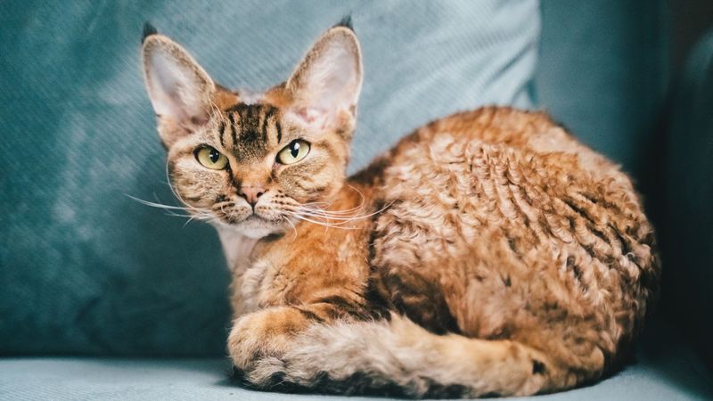 Curly-Coated Cats