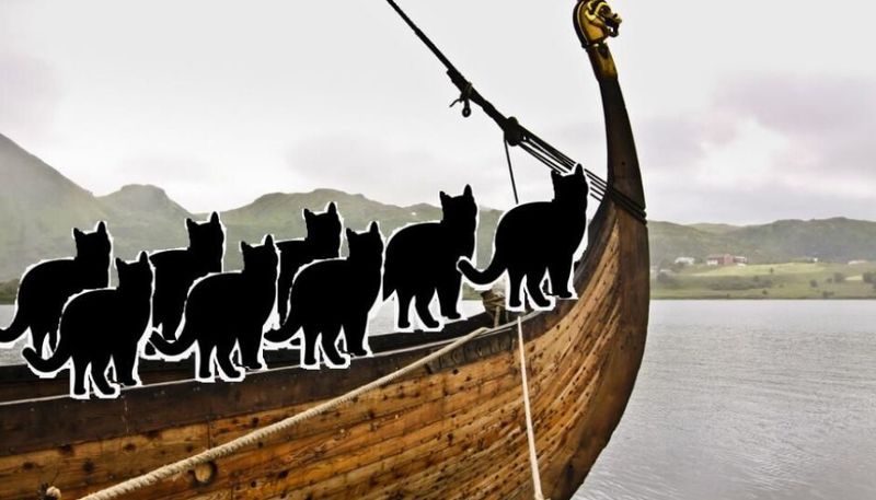 Cyprus Sailor Cat