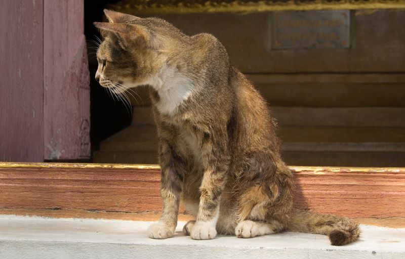 Decreased Grooming Habits Signal Depression