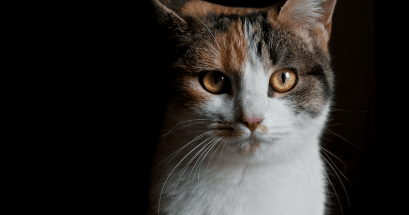 Decreased Grooming and Disheveled Appearance