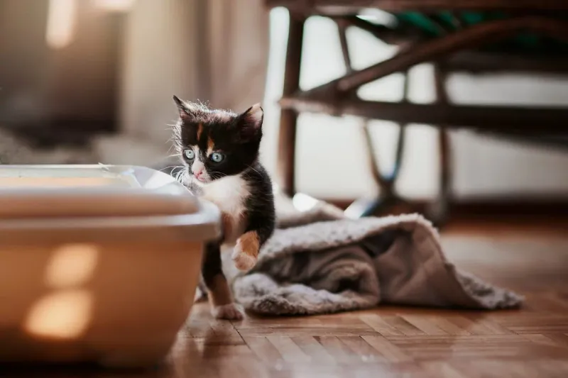 Decreased Urination