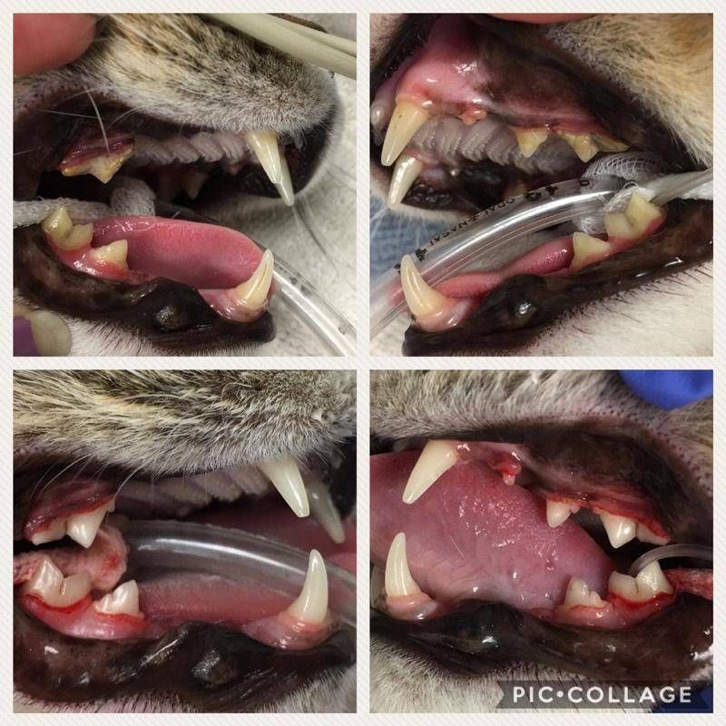 Dental Disease