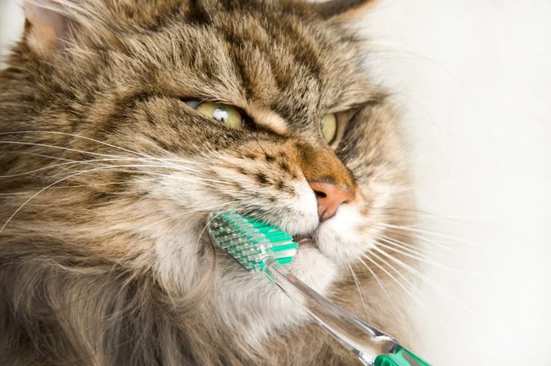 Dental Hygiene