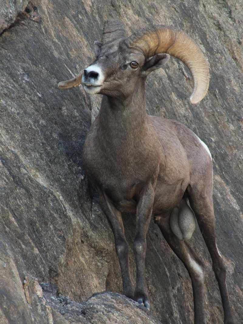 Desert Bighorn Sheep