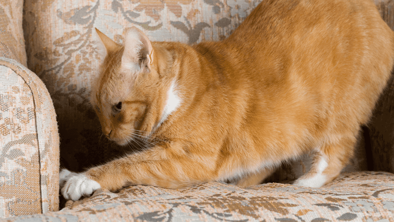 Destructive Scratching Beyond Normal Territory Marking