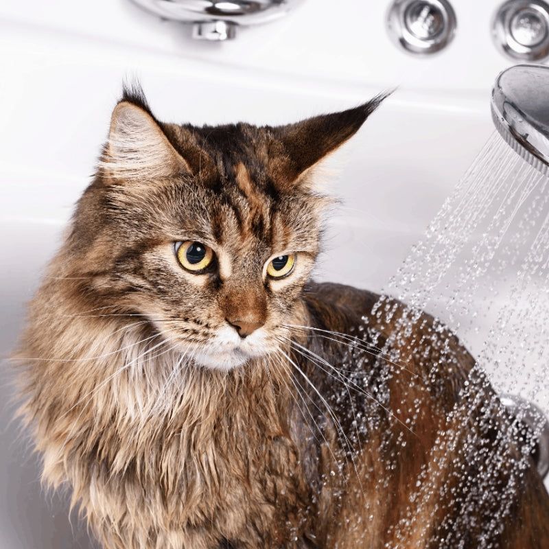 Determine the Need for a Bath
