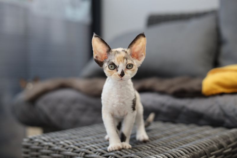 Devon Rex