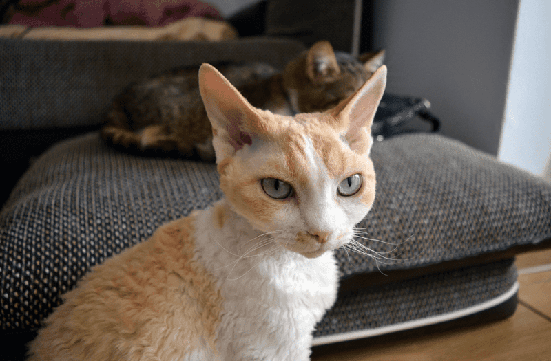 Devon Rex