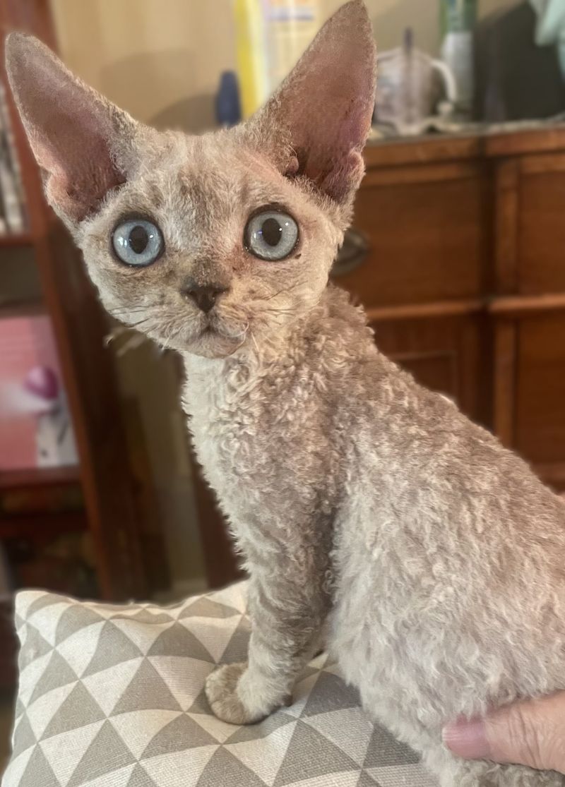 Devon Rex