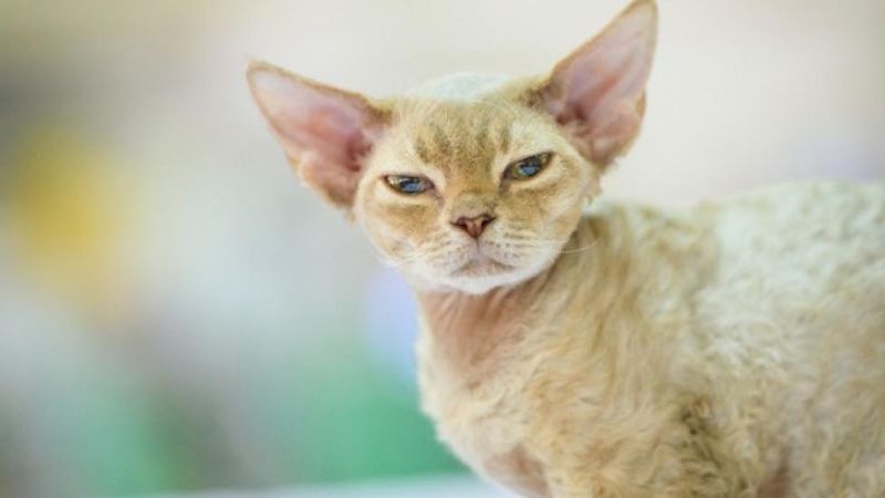 Devon Rex