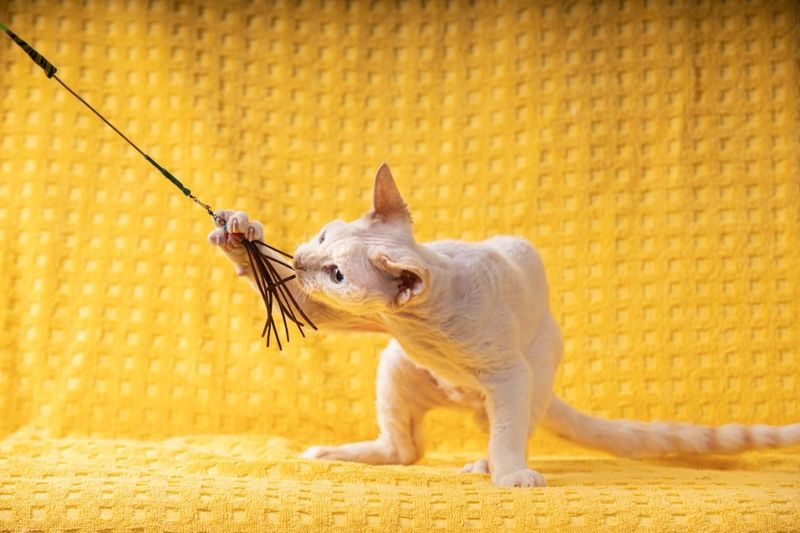 Devon Rex