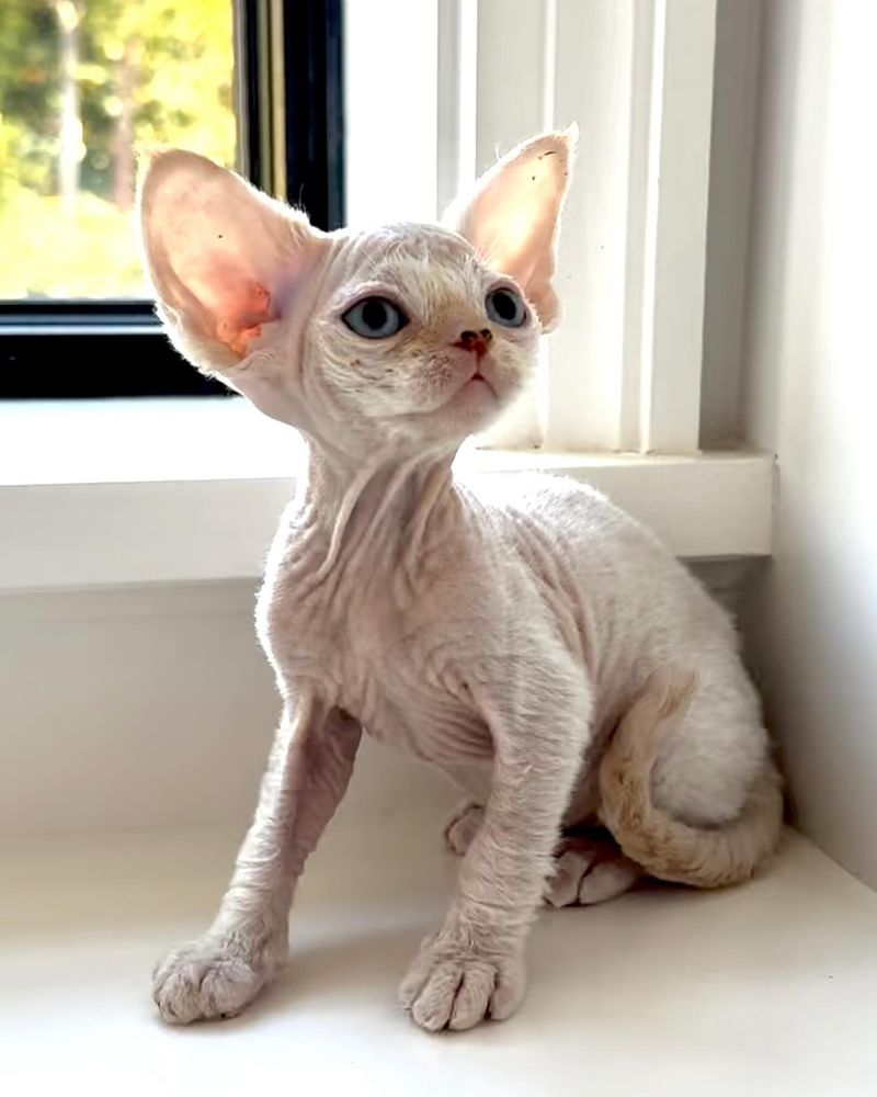 Devon Rex