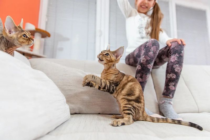 Devon Rex