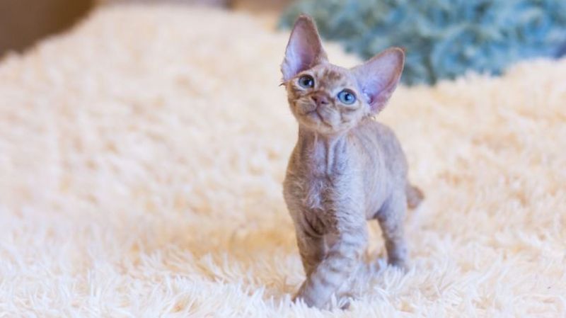Devon Rex