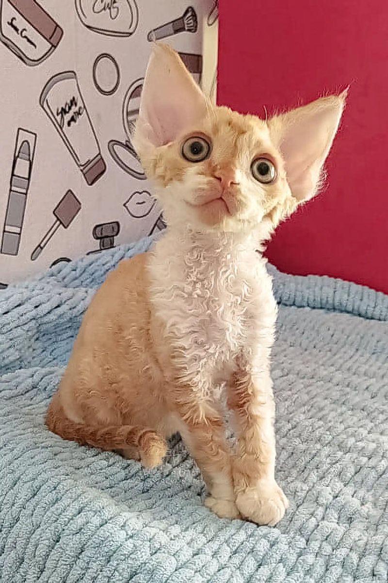 Devon Rex