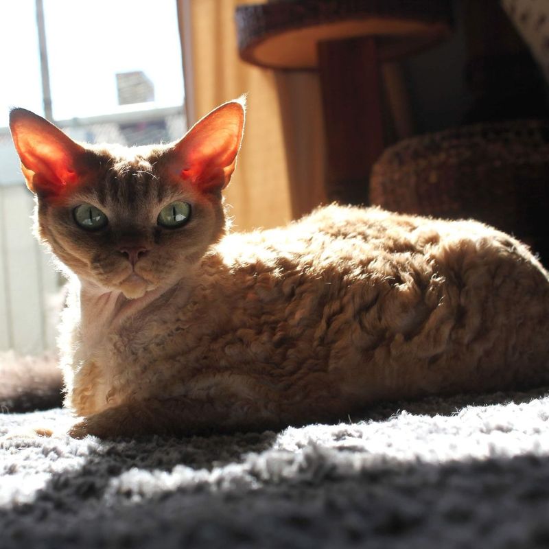 Devon Rex