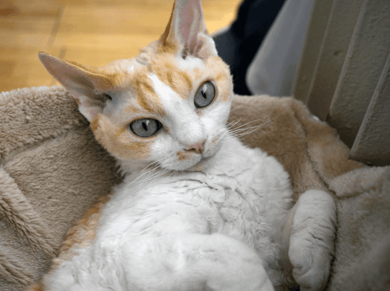 Devon Rex