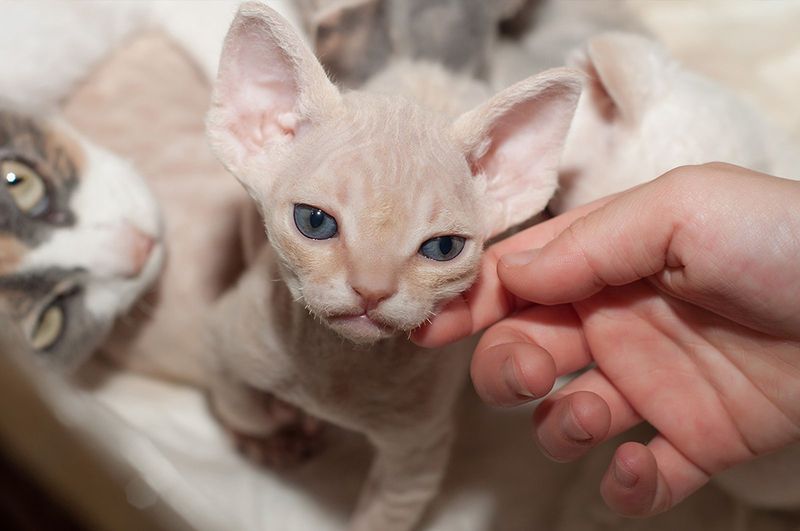 Devon Rex