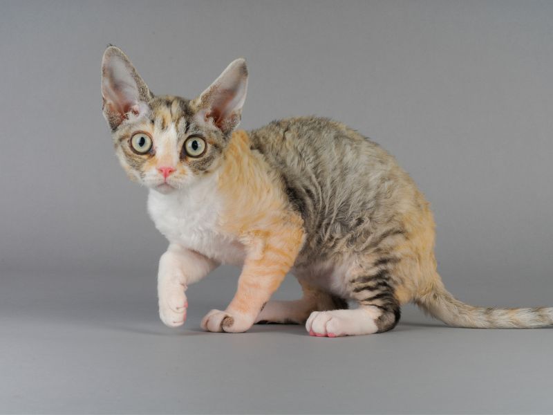 Devon Rex