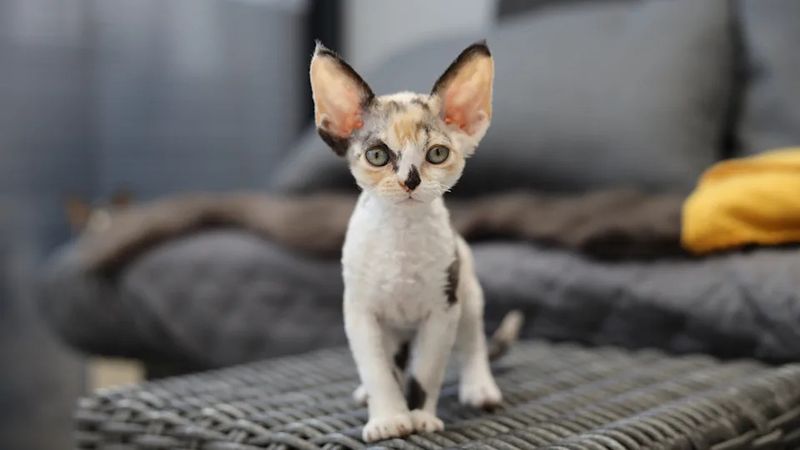 Devon Rex
