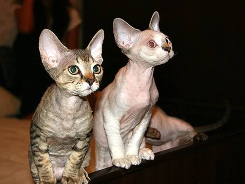 Devon Rex