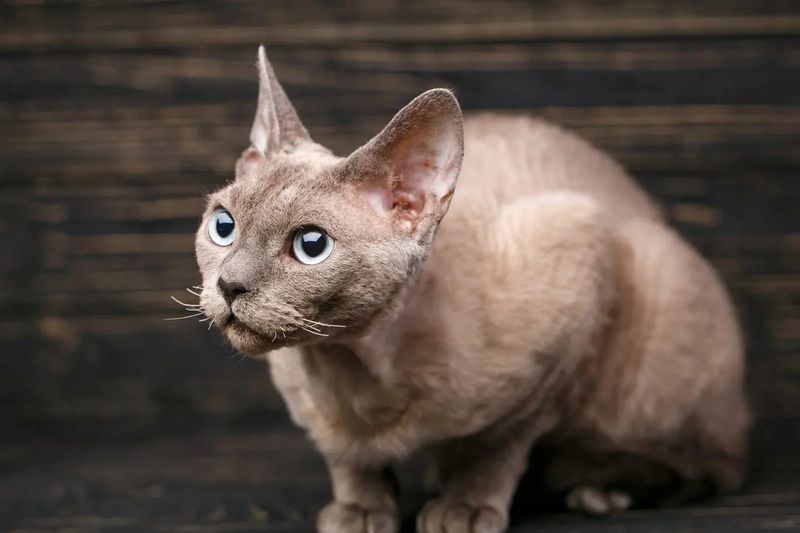 Devon Rex