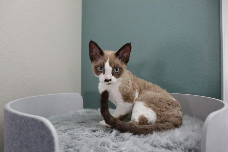 Devon Rex