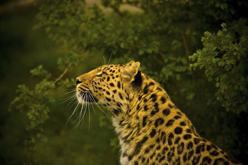 Diet and Hunting Technique
