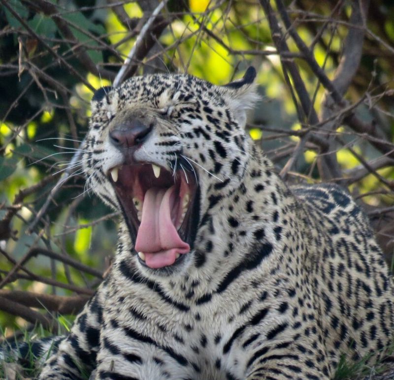 Diet and Hunting Techniques