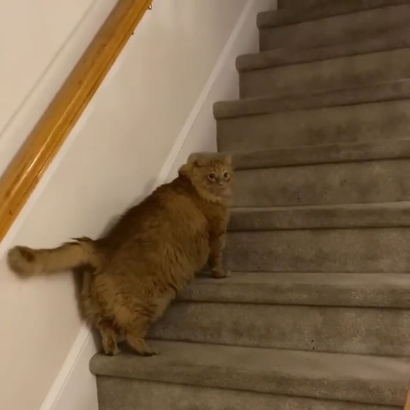 Difficulty Climbing Stairs