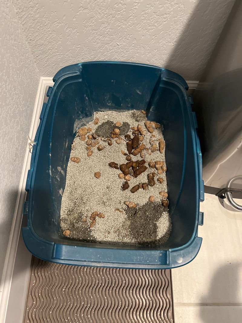 Dirty Litter Box