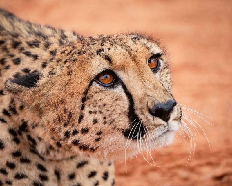 Distinctive Facial Markings