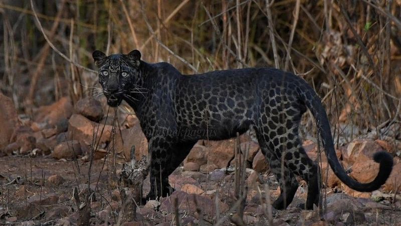 Distinctive Markings