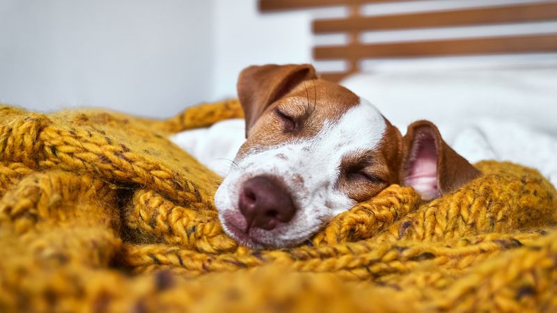 Dogs and Their Imaginary Adventures