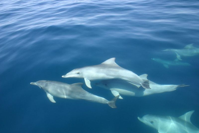 Dolphins: Oceanic Echoes