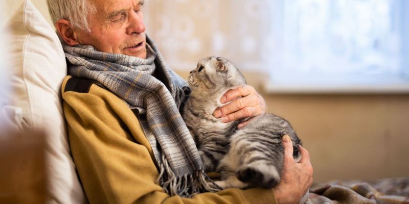 Domestic Cats