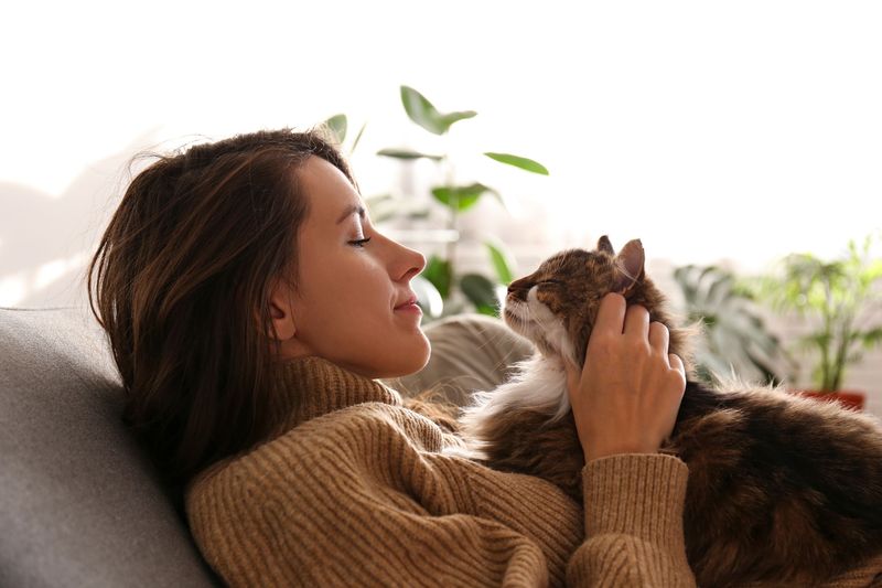 Domestic Cats